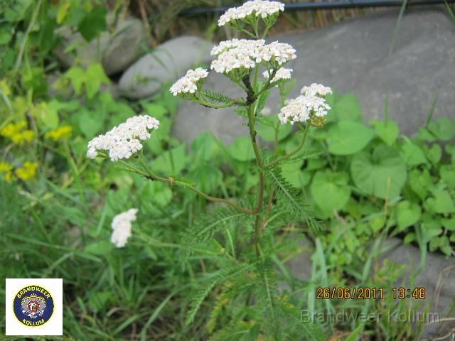 Praid2011-5920.JPG
